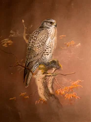 Sokół islandzki (Hierofalco islandus), 1856-67 (toaleta i ołówek na papierze)